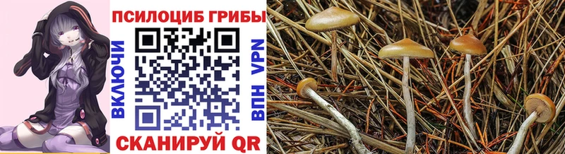 Псилоцибиновые грибы GOLDEN TEACHER  Купить закладки  Сегежа 
